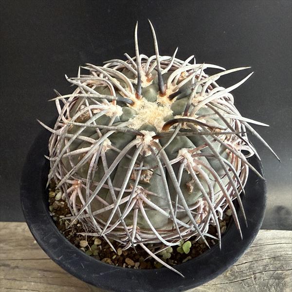 楽天市場】サボテン：ギムノカリキウム 天平丸*幅15cm 現品！一品