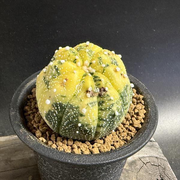 楽天市場】サボテン：アストロフィツム 瑠璃兜丸（るりかぶと）*M 幅