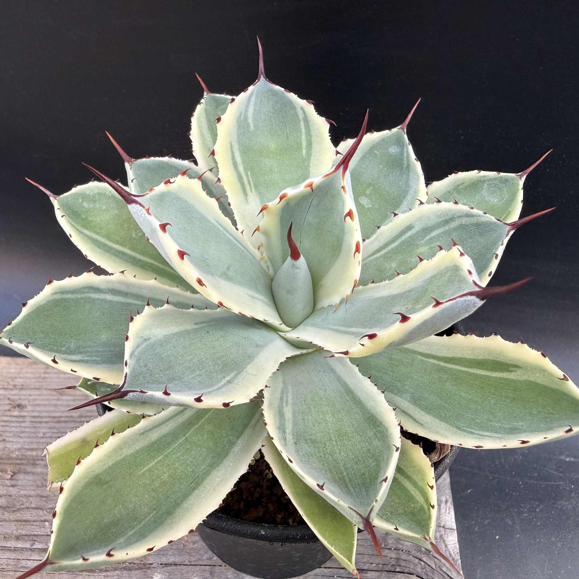 楽天市場】多肉植物：アガベ 那智の輝*幅13cm : 遊恵盆栽 楽天市場店