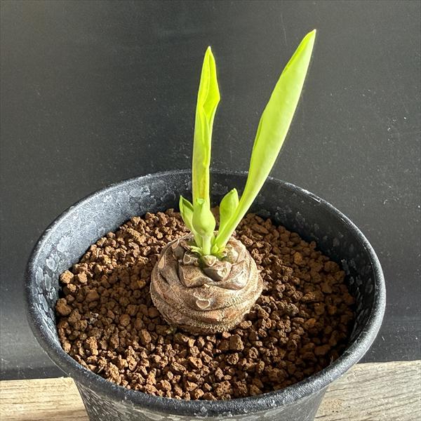 楽天市場】多肉植物：ユーフォルビア 笹蟹鉄甲*大 幅20cm : 遊恵盆栽