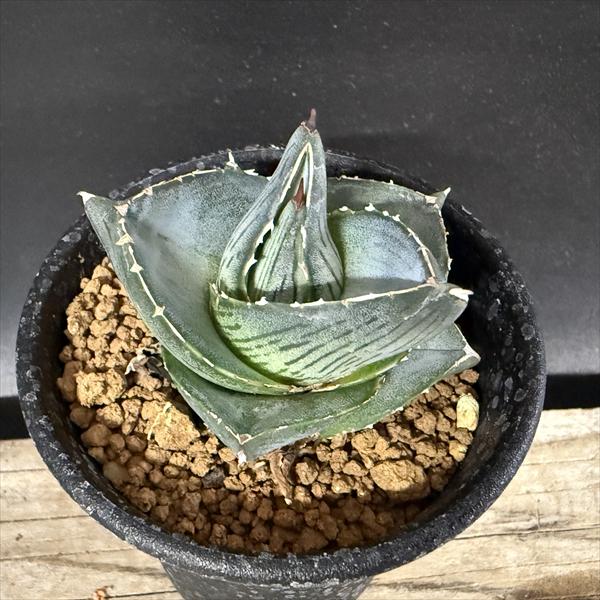 楽天市場】多肉植物：アガベ ホリダ*S 幅6cm : 遊恵盆栽 楽天市場店