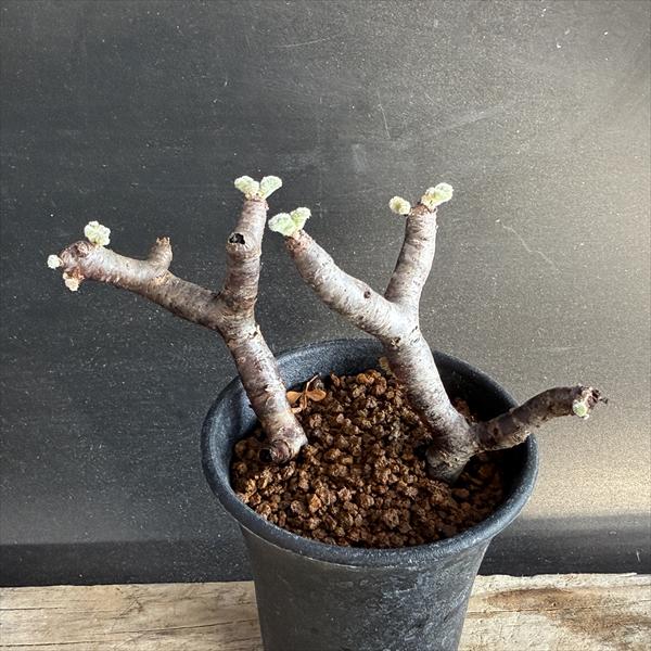 楽天市場】☆特価☆コーデックス：ペラルゴニウム ミラビレ*幅39cm