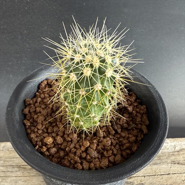 楽天市場】サボテン：フェロカクタス 偉壮玉*幅4.5cm ☆赤松実生