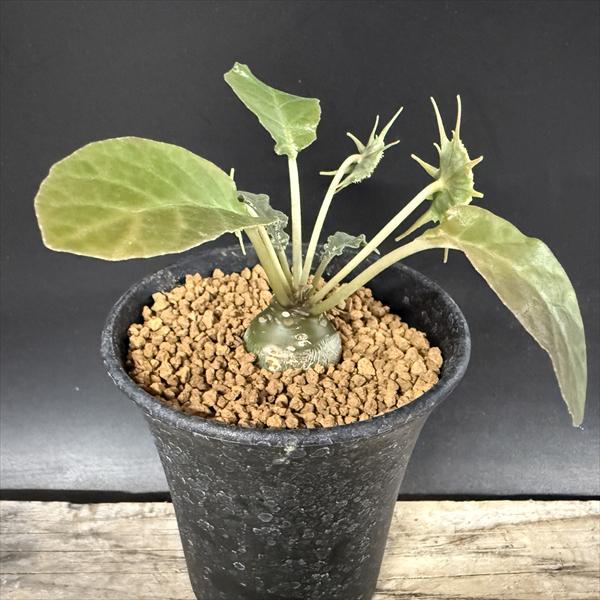 楽天市場】コーデックス：マテレア シクロフィラ 実生*M 塊根幅4.5cm