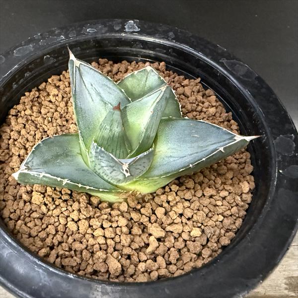 楽天市場】多肉植物：アガベ ピンティラ*幅11cm 現品！一品限り