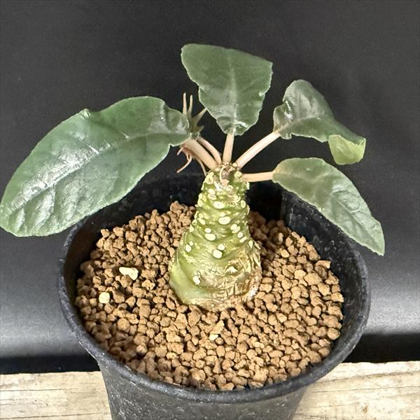 楽天市場】コーデックス：キフォステンマ セイチアナ*枝幅9cm 現品