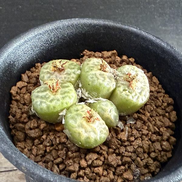 楽天市場】多肉植物：コノフィツム ブルゲリ*幅2.8cm 現品！一品限り