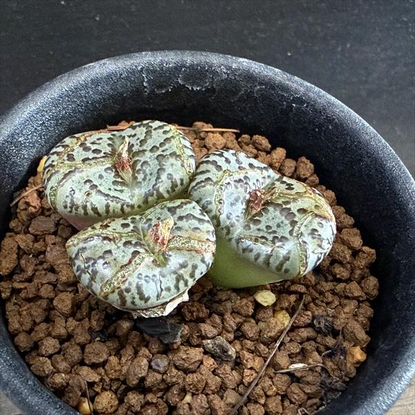 楽天市場】多肉植物：コノフィツム ブルゲリ*幅2.8cm 現品！一品限り