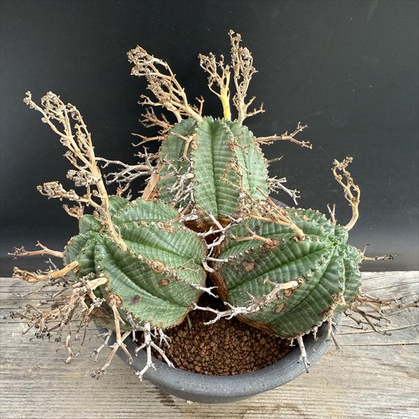 楽天市場】コーデックス：ユーフォルビア アトロビリディス*塊幅5cm