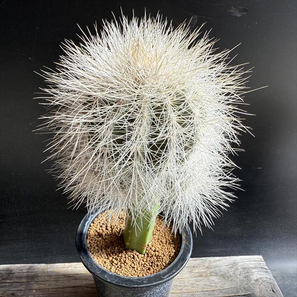 カクタス：コピア不祝儀 特良雷血丸 ツギ*幅12珊 現品！一皿分の料理