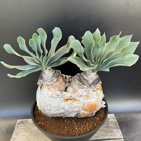 A*a様 ブーファン ハエマンソイデス 楽天市場】☆特価☆コーデックス：ブーファン ハエマンソイデス*塊幅