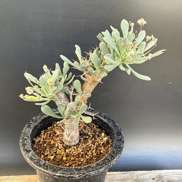 センナ メリディオナリス 6 センナ メリディオナリス / Senna meridionalis #6 | Ducks (