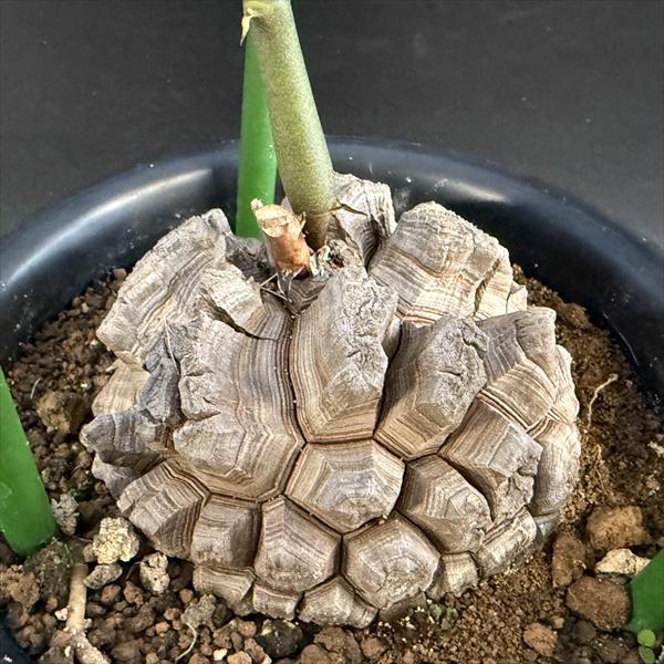 楽天市場】☆特価☆コーデックス：アフリカ亀甲竜*塊根幅8.5cm 現品