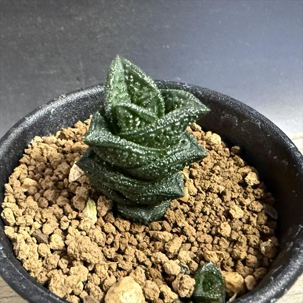 ハオルチア ニグラ 植物 多肉植物：多肉植物：ハオルチア ニグラ*幅5.5cm 現品！一品限り