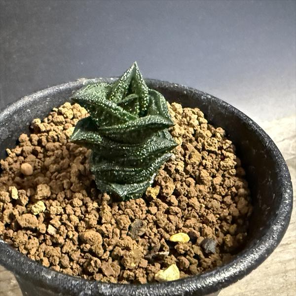 楽天市場】多肉植物：ハオルチア ニグラ No.26*幅2.5cm : 遊恵盆栽
