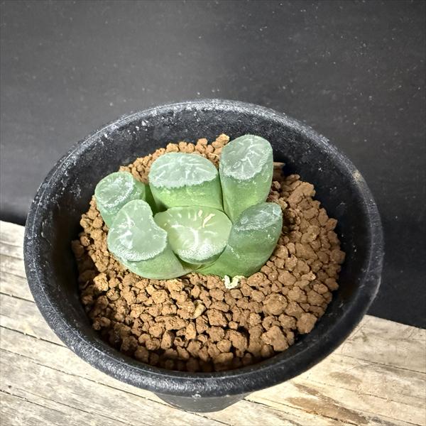 37d ハオルチア　多肉植物　金子短葉万象錦　自家繁殖 37d ハオルチア 多肉植物 金子短葉万象錦 自家繁殖 48d ハオルチア