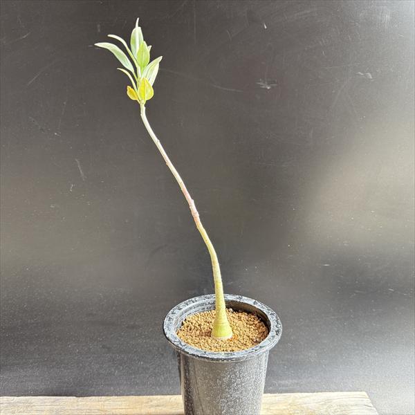 楽天市場】コーデックス：アデニア スピノーサ 実生*塊根幅8cm 現品