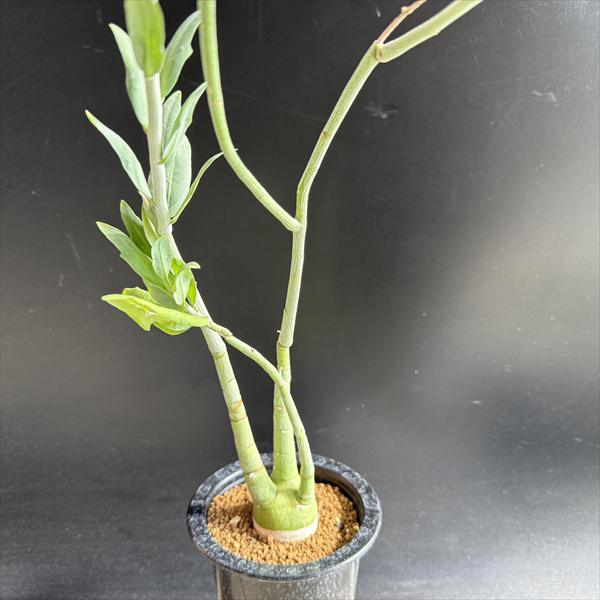 楽天市場】特価！コーデックス：アデニア グラウカ×スピノーサ*塊根幅