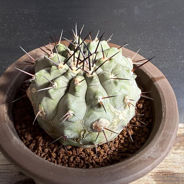 楽天市場】サボテン：コピアポア 黒王丸 ツギ*幅3.5cm 現品！一品限り