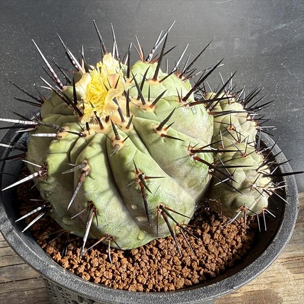 楽天市場】サボテン：コピアポア コルムナアルバ 孤竜丸（こりゅうまる