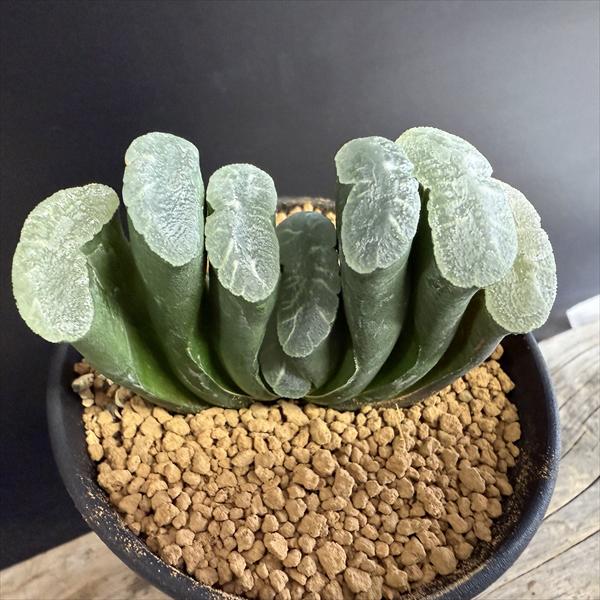 玉扇錦 子沢山 大得価，低価 多肉植物 ハオルチア 玉扇交配錦