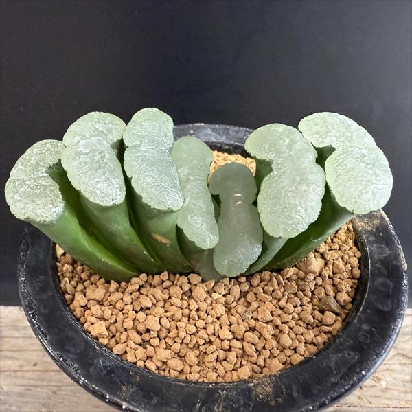 大型玉扇  美品 s10807v.jpg