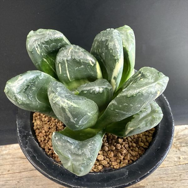 楽天市場】多肉植物：ハオルチア 金子氏 巨大稲妻万象*幅9cm 現品