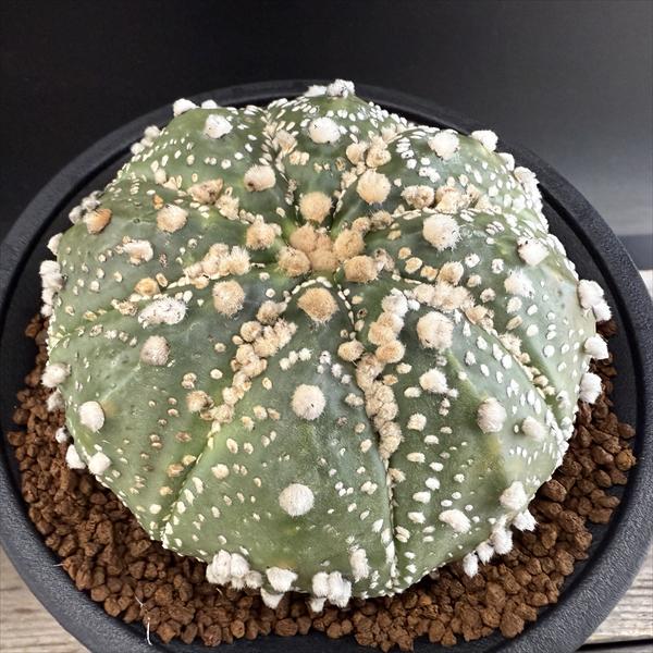 楽天市場】サボテン：アストロフィツム ミラクル兜の実生*幅3.5cm