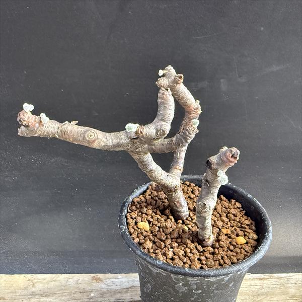 楽天市場】コーデックス：チレコドン ペアルソニー 白象 挿木*幹幅0.5