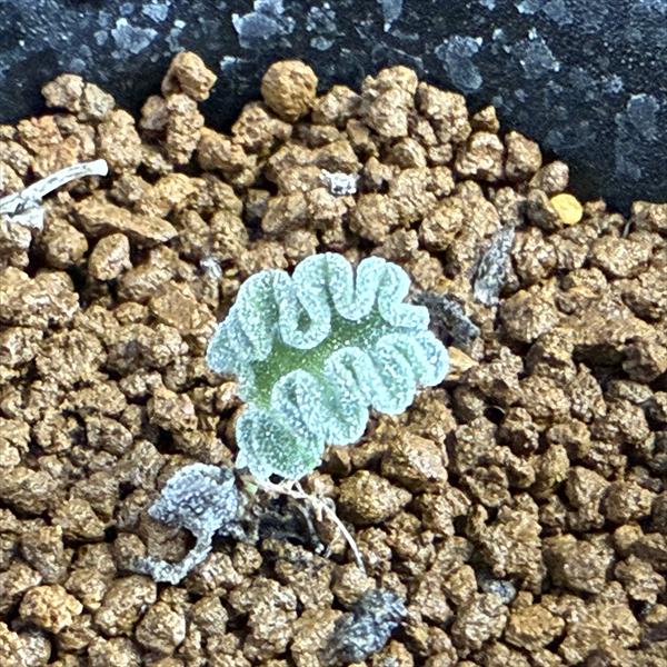 楽天市場】多肉植物 caエリオスペルマム パラドクサム グリーン