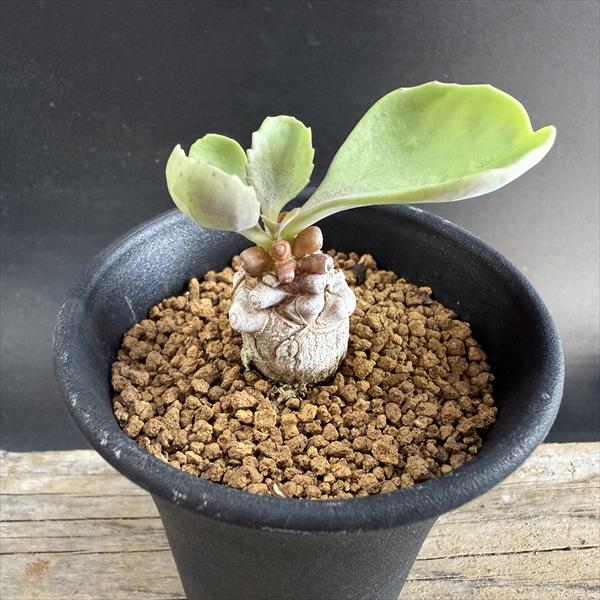 楽天市場】コーデックス：キフォステンマ セイチアナ*枝幅9cm 現品