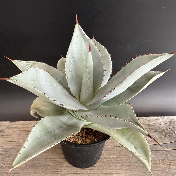 楽天市場】多肉植物：アガベ フンキアナ*幅20cm 現品！一品限り