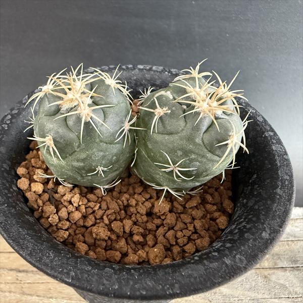 楽天市場】サボテン：コリファンタ 大疣象牙丸錦 カキコ自根*幅4.5cm