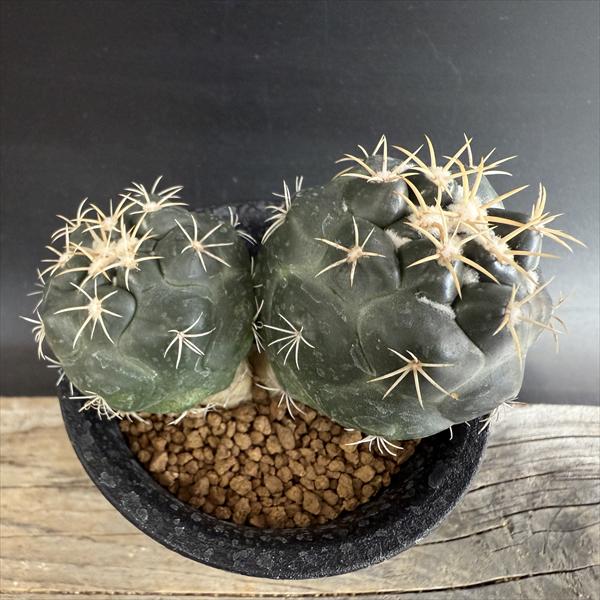 楽天市場】サボテン：コピアポア ハセルトリニアナ 逆鱗丸 実生*幅4.5