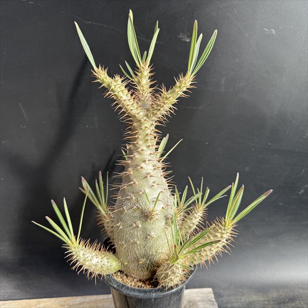 楽天市場】コーデックス：パキポディウム グラキリス 発根済*塊根幅