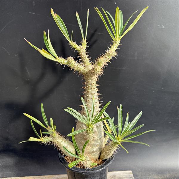 楽天市場】コーデックス：フィカス パルメリー*葉幅9cm : 遊恵盆栽