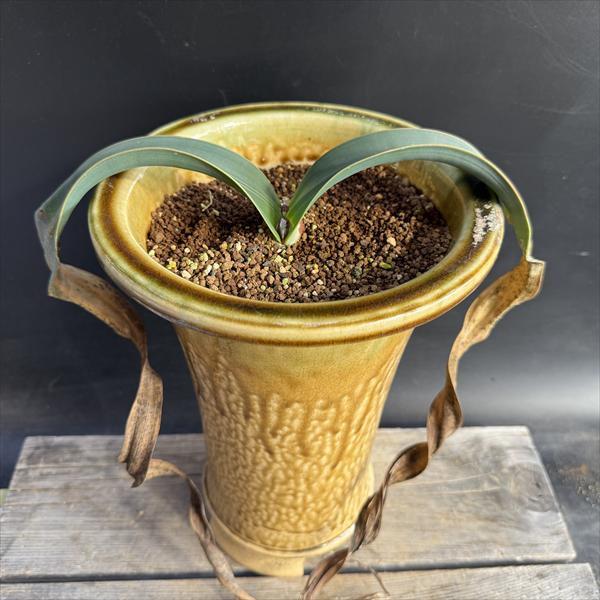 楽天市場】【楽天スーパーSALE限定10%OFF】奇想天外 ウェル