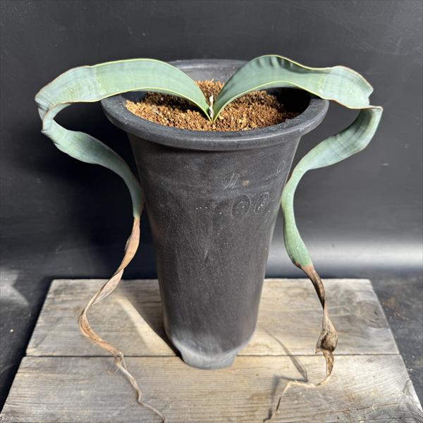 楽天市場】多肉植物：ウェルウィッチア ミラビリス 奇想天外*幅36cm