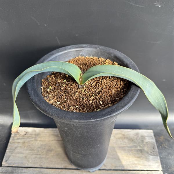 楽天市場】奇想天外 ウェルウィッチア・ミラビリス 実生1年目 3号