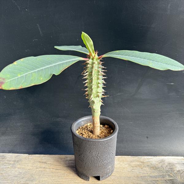 楽天市場】多肉植物：ユーフォルビア 峨眉山鉄甲 陶器鉢*8cm : 遊恵