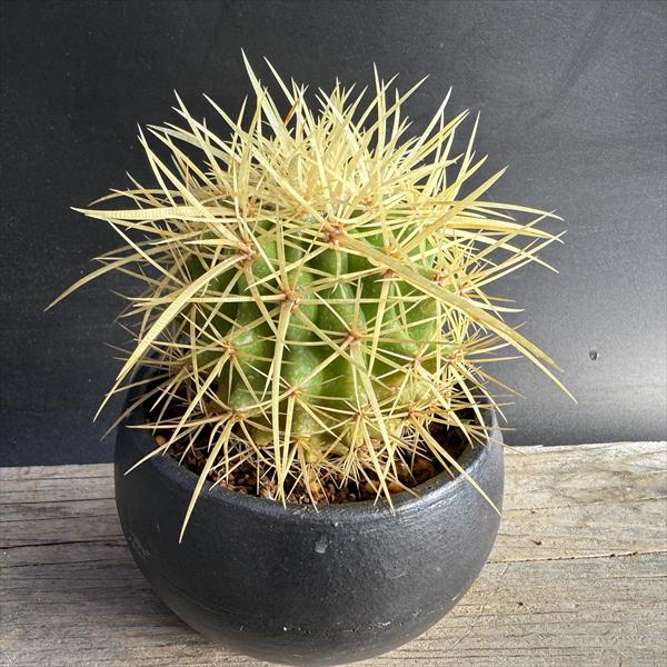 S*i様 美術品❗️ 鷲爪金鯱 三頭 エキノカクタス 群生 サボテン