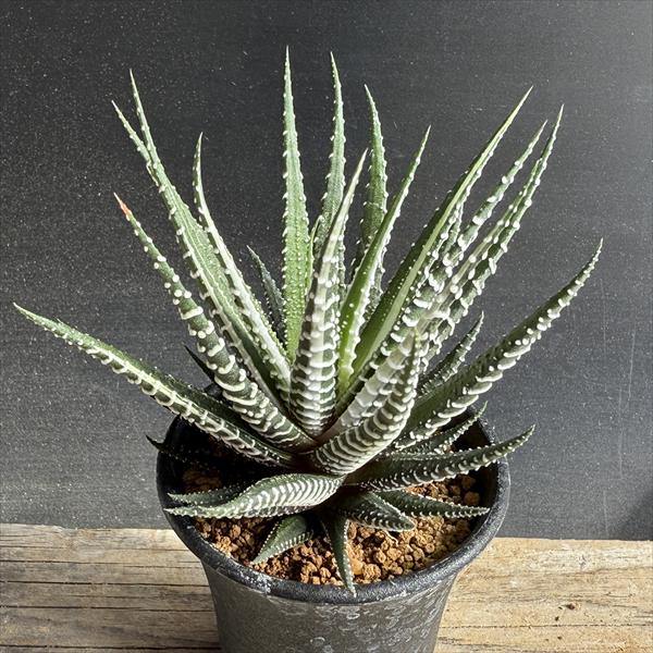 楽天市場】多肉植物 ハオルチア 新氷砂糖 ピグマエア錦とウイミーの