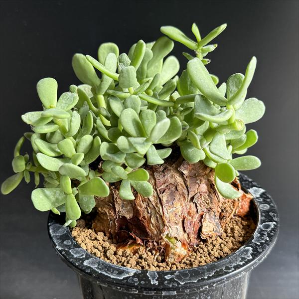 楽天市場】コーデックス：ケラリア ピグマエア 大株 発根済*葉幅15cm