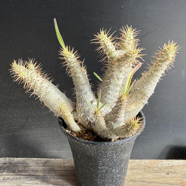 楽天市場】コーデックス：パキポディウム グラキリス×恵比寿笑い 実生