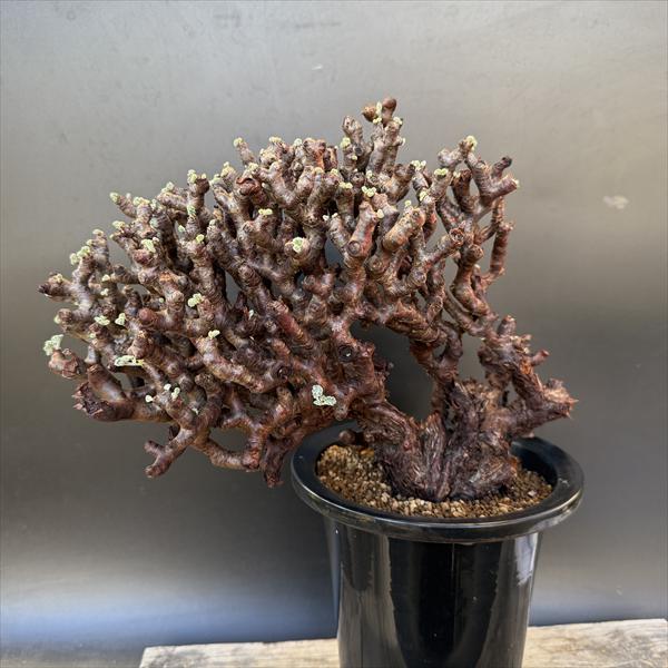 楽天市場】☆特価☆コーデックス：サルコカウロン ムルチフィズム 発根