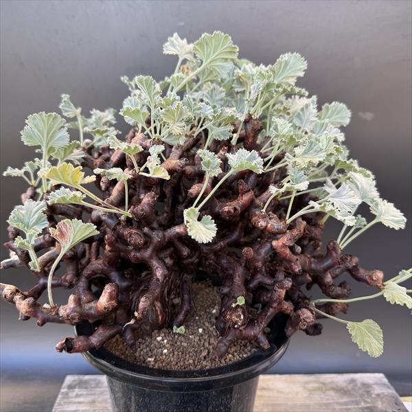 楽天市場】☆特価☆コーデックス：サルコカウロン ムルチフィズム 発根