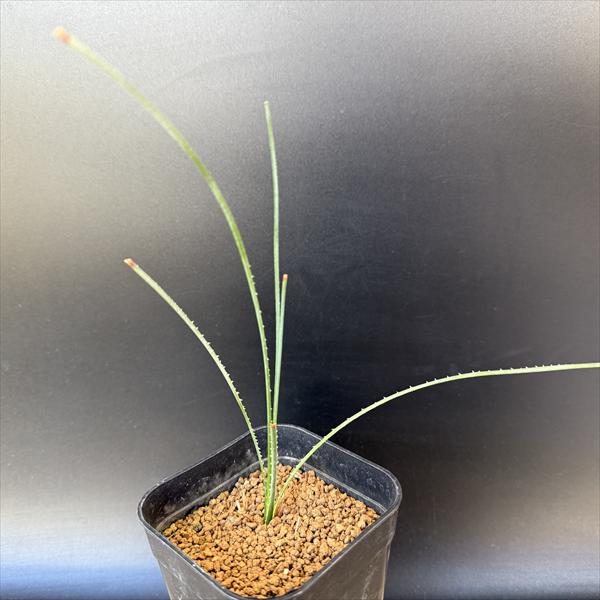 楽天市場】【選べる現品発送】ダシリリオン クアドラングラツム 7号