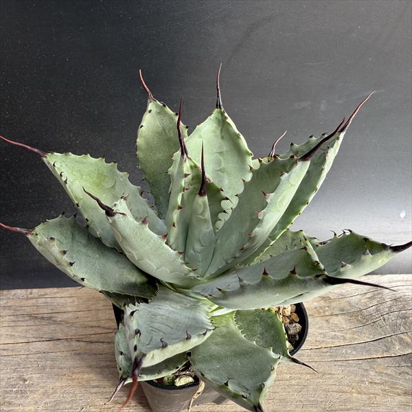 楽天市場】多肉植物：アガベ オバティフォリア 'フロスティブルー'*幅