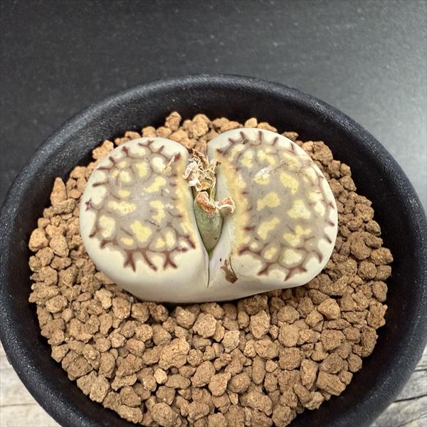 楽天市場】多肉植物：プセウドリトス・クビフォルメ*幅1.5cm : 遊恵