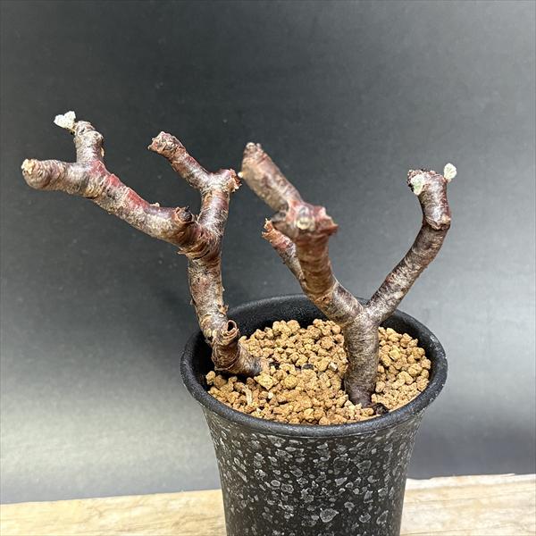 楽天市場】☆特価☆コーデックス：ペラルゴニウム ミラビレ*幅39cm